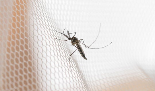 mosquito net